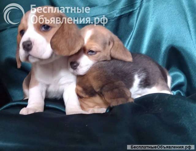 Щенки бигля биколор и триколор