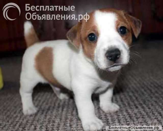 Щенки Джек Рассел терьер