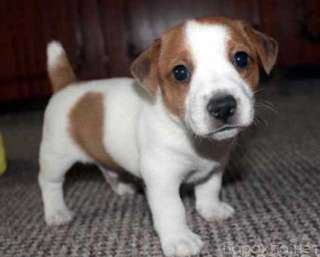 Щенки Джек Рассел терьер