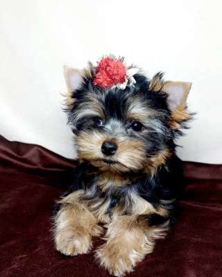 Щенки йоркширского терьера. Щеночки йорка мини и стандарт