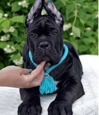 Щенки кане корсо. Чистокровные.