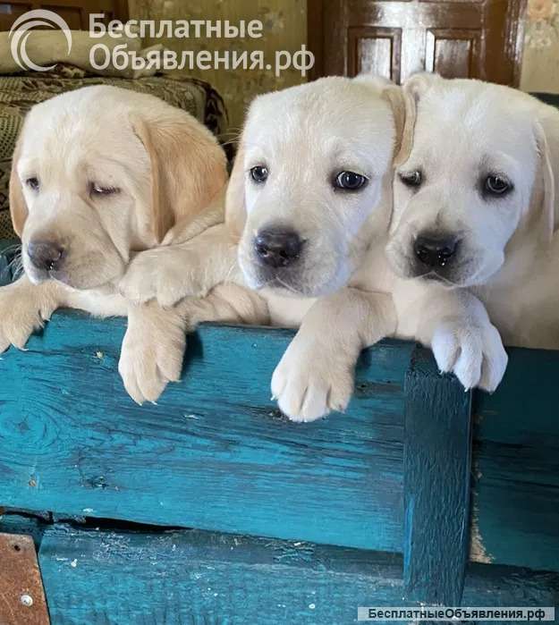 Щенки лабрадора ретривера. Шоколадные и бежевые окрасы