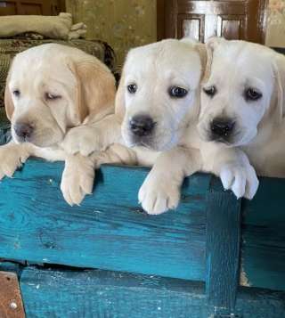 Щенки лабрадора ретривера. Шоколадные и бежевые окрасы