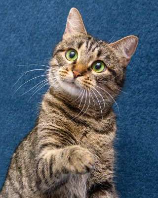 Малышка Муся ищет дом и любящее сердце