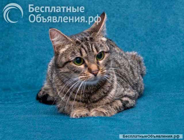 Малышка Муся ищет дом и любящее сердце