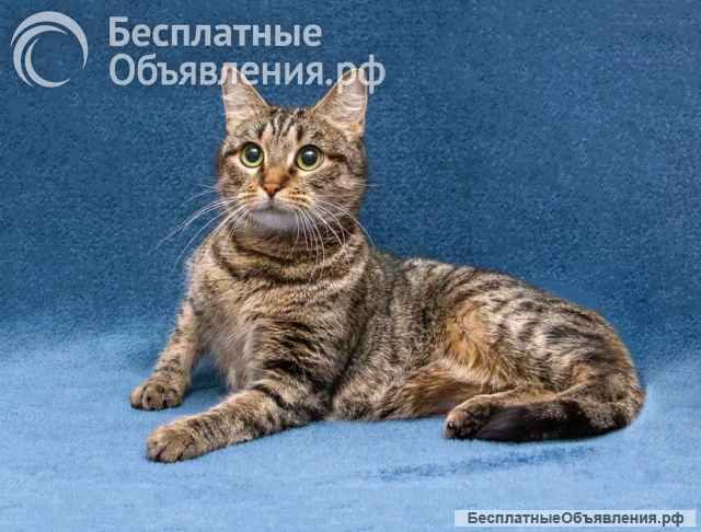 Малышка Муся ищет дом и любящее сердце