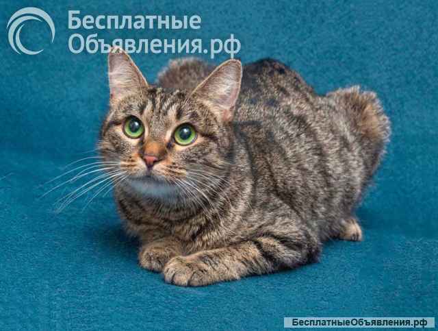 Малышка Муся ищет дом и любящее сердце