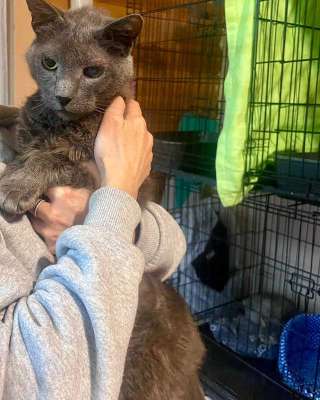 Гера ищет дом: доверчивое сердце, которое верит в людей вопреки всему