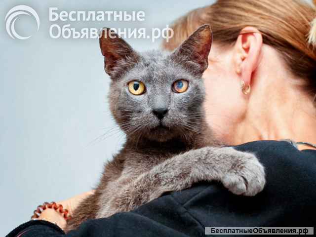 Гера ищет дом: доверчивое сердце, которое верит в людей вопреки всему