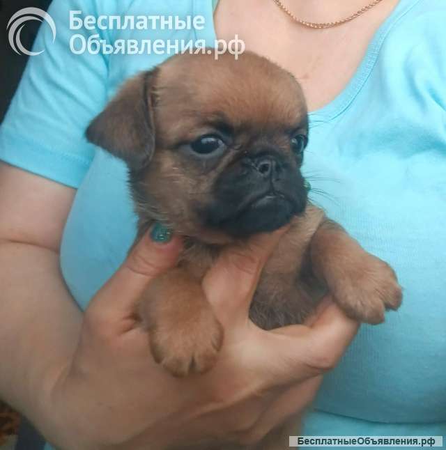 Рыжий мальчик пти-брабансон