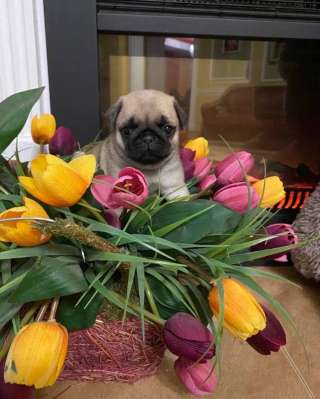 Щенки мопса. Беж и черный окрас. Мальчики и девочки