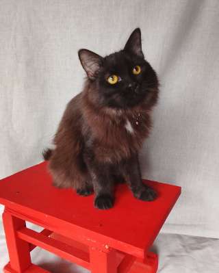 Дотти ищет дом