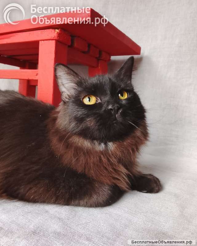 Дотти ищет дом