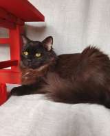 Дотти ищет дом