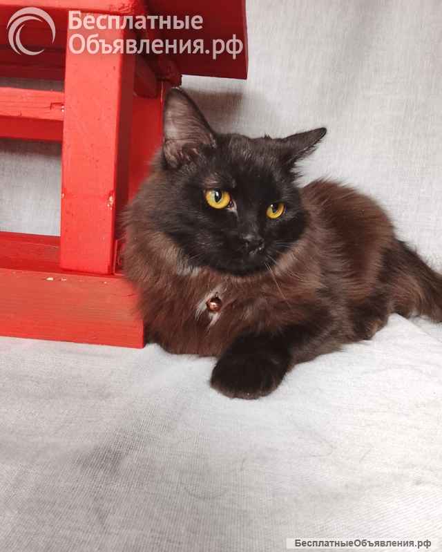 Дотти ищет дом