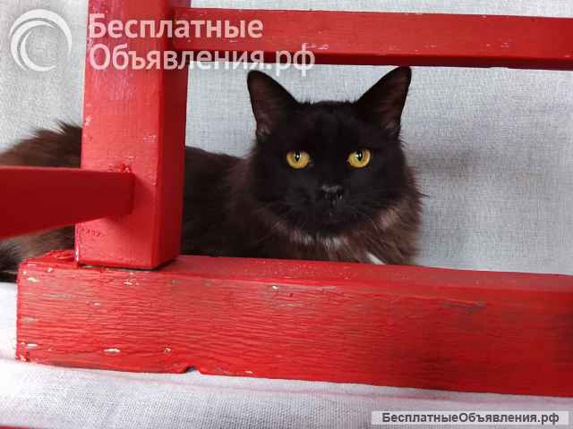 Дотти ищет дом