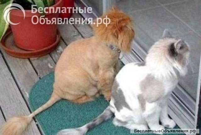 Стрижка кошек на дому