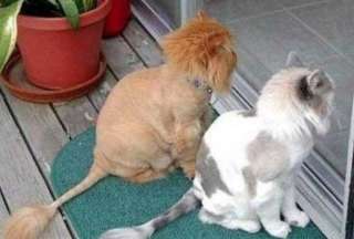 Стрижка кошек на дому