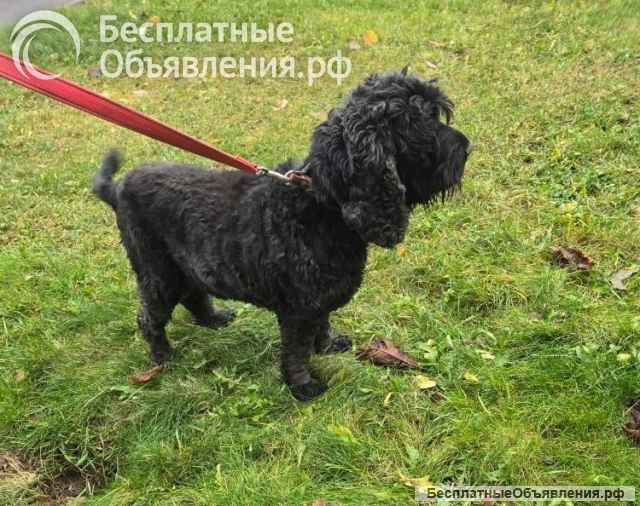 Ищет дом английский кокер-спаниель Даня