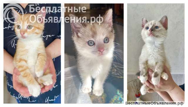 Бесподобные крохи-котята ищут дом