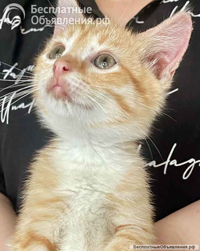 Бесподобные крохи-котята ищут дом