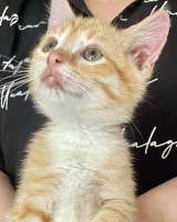 Бесподобные крохи-котята ищут дом