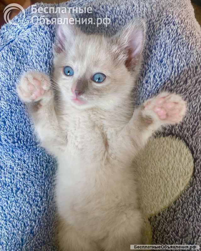 Бесподобные крохи-котята ищут дом