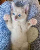 Бесподобные крохи-котята ищут дом