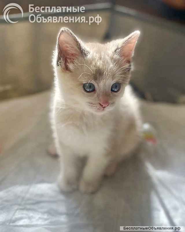 Бесподобные крохи-котята ищут дом