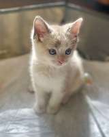 Бесподобные крохи-котята ищут дом