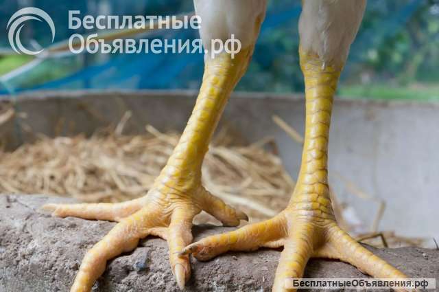 Лапки куриные категория А размер 35-45 грамм оптом