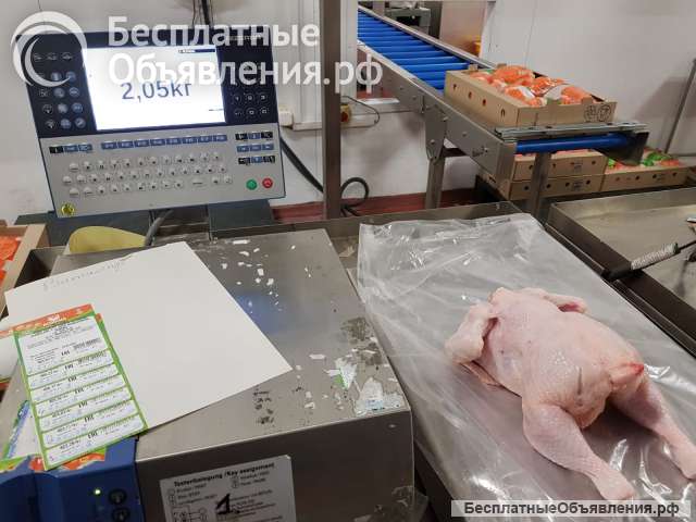 Курица Оптом от производителя