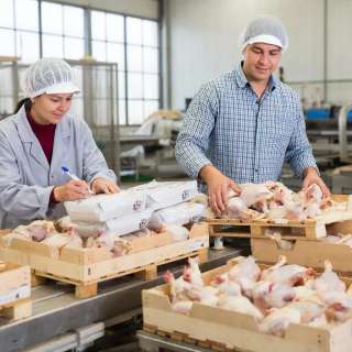 Упаковщики на птицефабрику