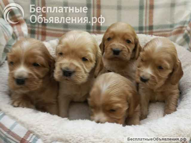 Щенки английского кокер-спаниеля