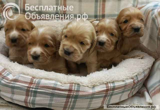 Щенки английского кокер-спаниеля