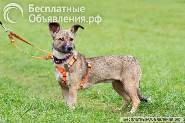Активная девочка Микки ищет дом