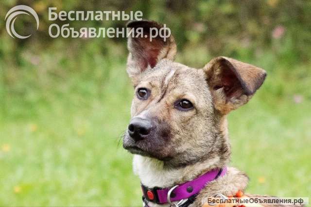 Активная девочка Микки ищет дом
