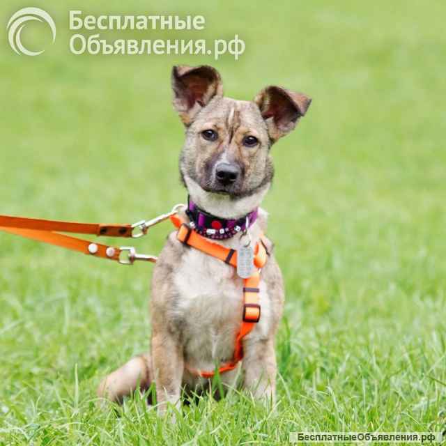 Активная девочка Микки ищет дом