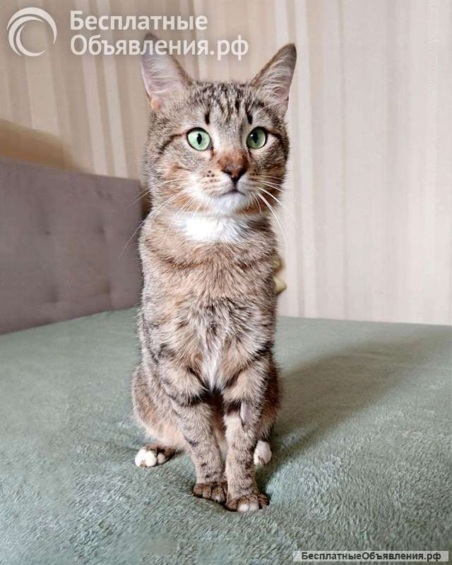 Полосатый молодой котик Кузя ищет дом