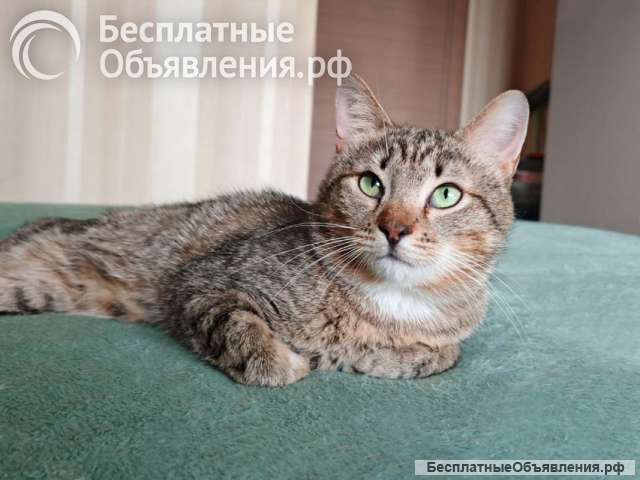 Полосатый молодой котик Кузя ищет дом