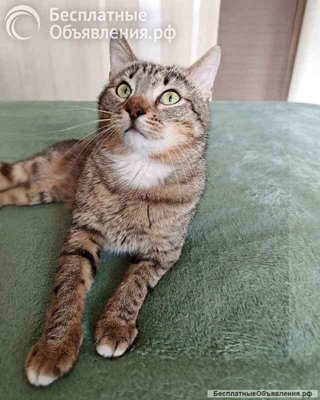 Полосатый молодой котик Кузя ищет дом