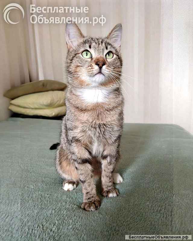 Полосатый молодой котик Кузя ищет дом