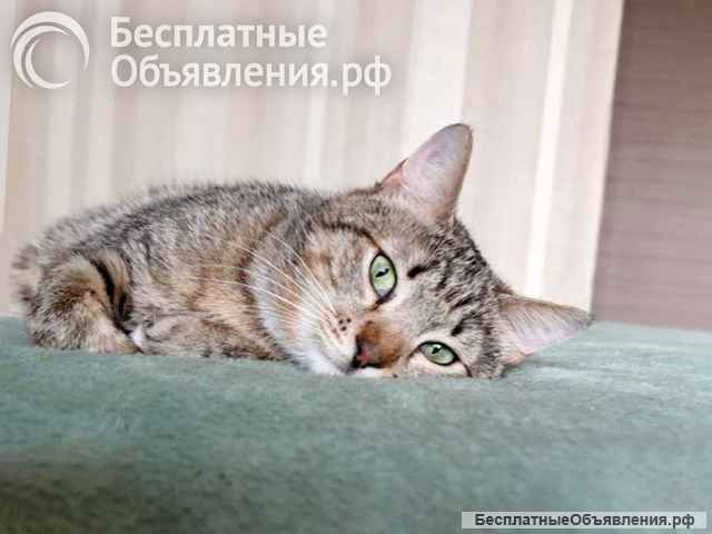 Полосатый молодой котик Кузя ищет дом