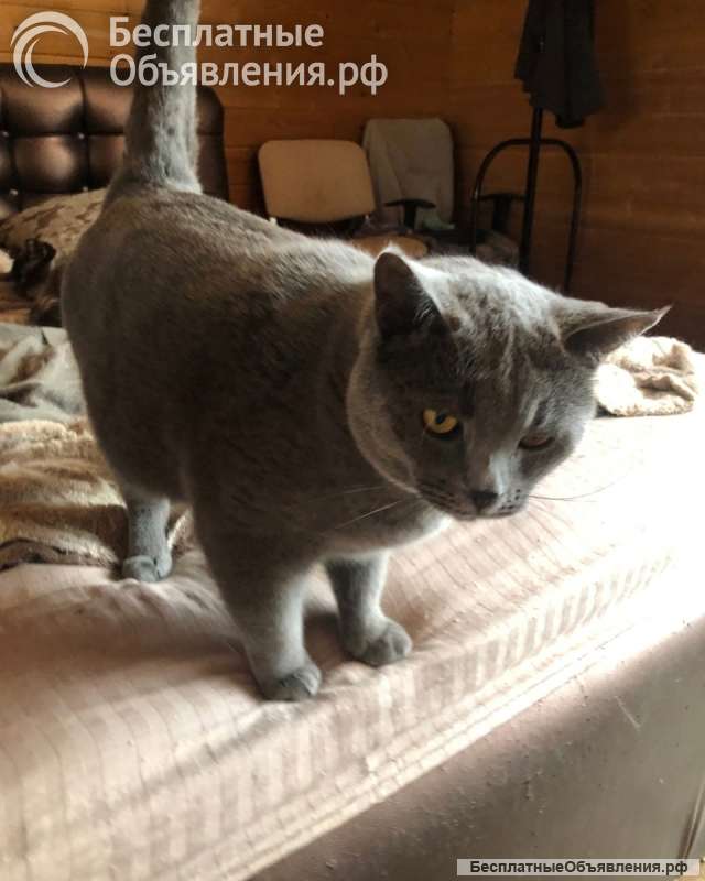 Помощь животным