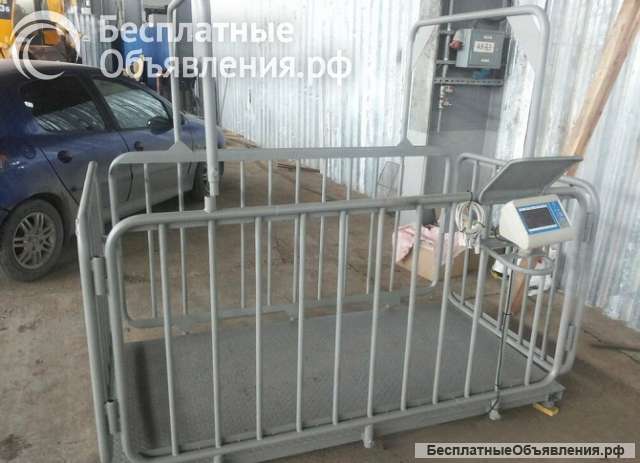 Весы для телят