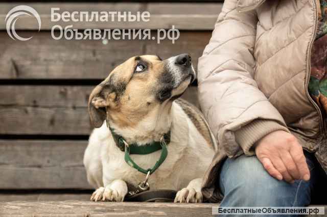 Боби в добрые руки