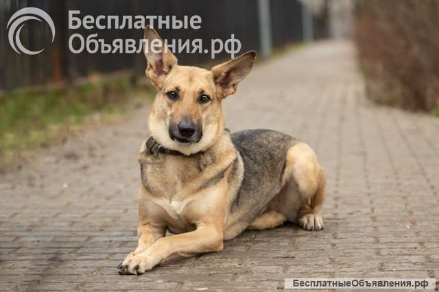 Дина в добрые руки