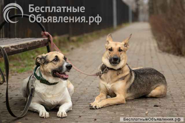 Дина в добрые руки
