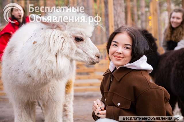 Экскурсия в парк альпак для школы и детского сада