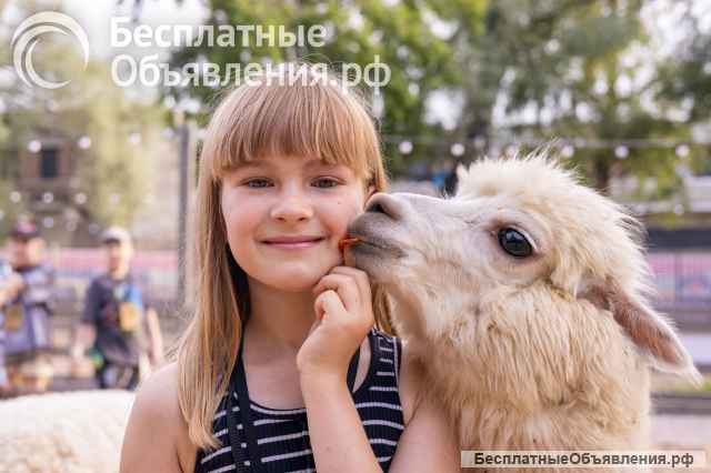 Экскурсия в парк альпак для школы и детского сада